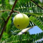 health benefits of amla - indian goosebery