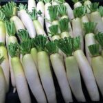health benefits of radish