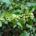 Guggul-Health-Benefits