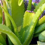 health benefits of aloevera