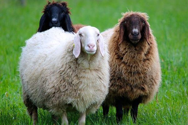 health problems and diseases in sheep