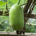 health benefits of ash gourd