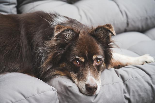 canine distemper - disease in dog