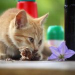 foods harmaful for cats