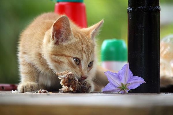foods harmaful for cats