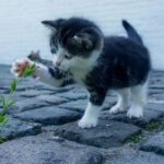 common health problems of cats in rainy season