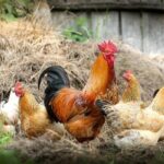 common poultry diseases
