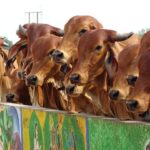 most common diseases in cows