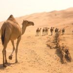 health benefits of camel milk