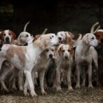 dog health views - common dog diseases