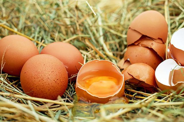 should you feed dogs with raw eggs?
