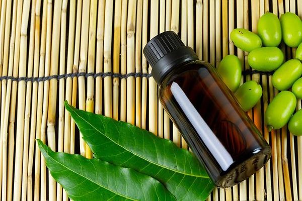 neem health advantages and uses of neem