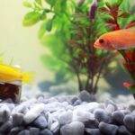 5 health problems and common diseases in aquarium fish