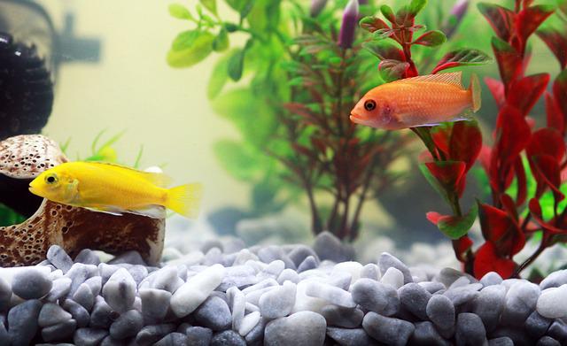 5 health problems and common diseases in aquarium fish
