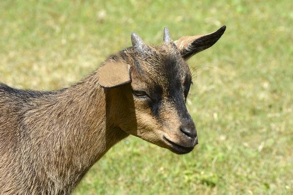 common diseases in goats