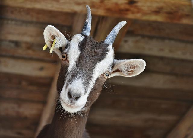 health problems in goats