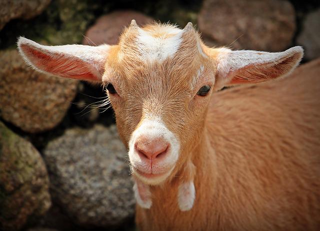 goat diseases - common goat disease