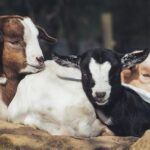 common goat diseases - a list