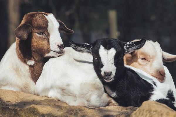 common goat diseases - a list