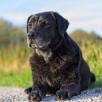 Common Health Complaints in Senior Dogs