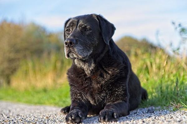 Common Health Complaints in Senior Dogs