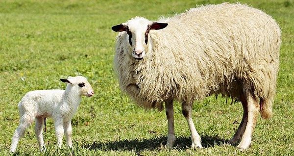 sheep and lamb health problems