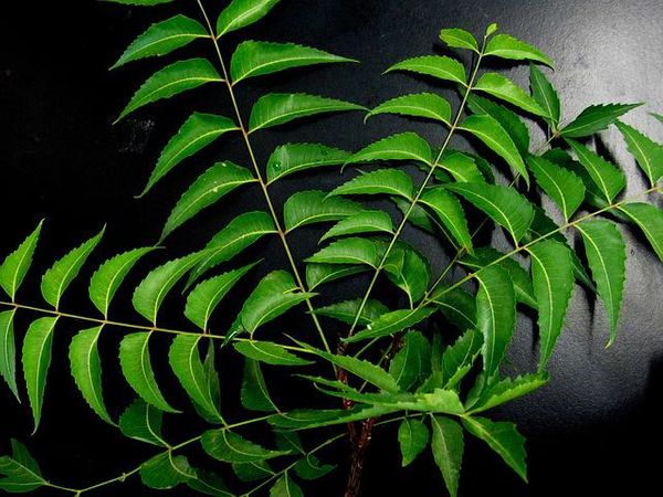 neem leaves benefits