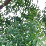 neem health advantages, benefits of neem tree
