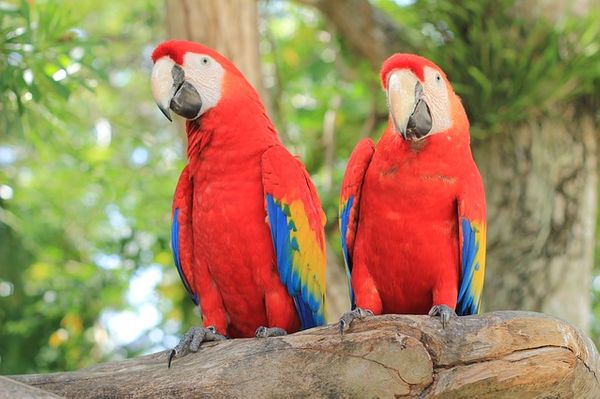 common diseases in parrots