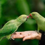 most common diseases in parrots - health views list