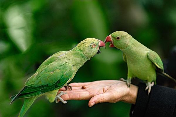 most common diseases in parrots - health views list