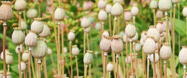 poppy-seeds-health-benefits
