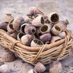 health-benefits-of-poppy-seeds