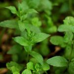 mint health benefits