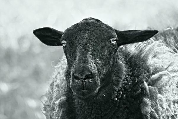 common sheep diseases - a list