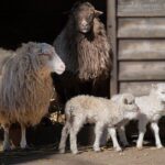 common diseases in sheep