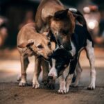 dog health problems in rainy season
