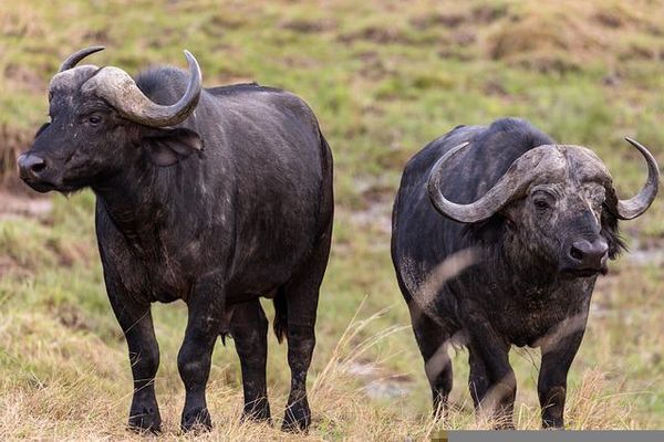 buffalo health problem and diseases