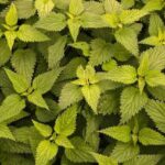 jute leaves