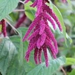 Amaranth