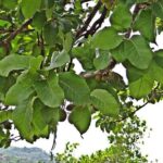 Mahua longifolia