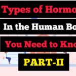 types of hormones part 2