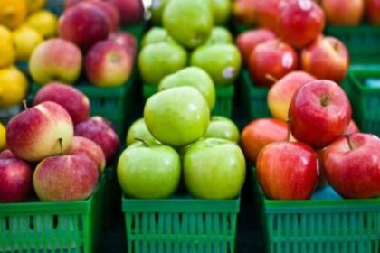 Different Types of Apples in India You Need to Know Now