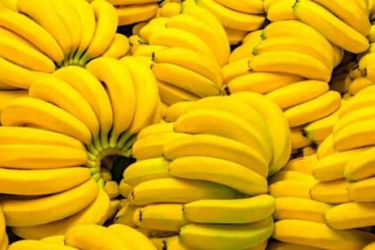 Different Types of Banana Varieties You Need to Know Now