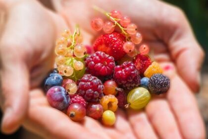 Different Types of Berries You Need to Know Now