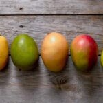 Different Types of Mangoes in India You Need to Know Now