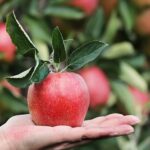 Different Types of Monsoon Fruits in India You Must Eat in Rainy Season