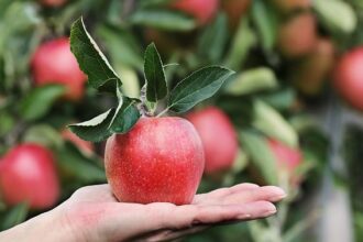 Different Types of Monsoon Fruits in India You Must Eat in Rainy Season