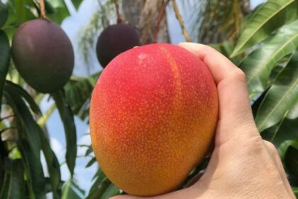 Top 10 Foreign Mango Varieties You Need to Know Now