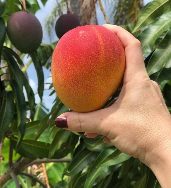 Top 10 Foreign Mango Varieties You Need to Know Now